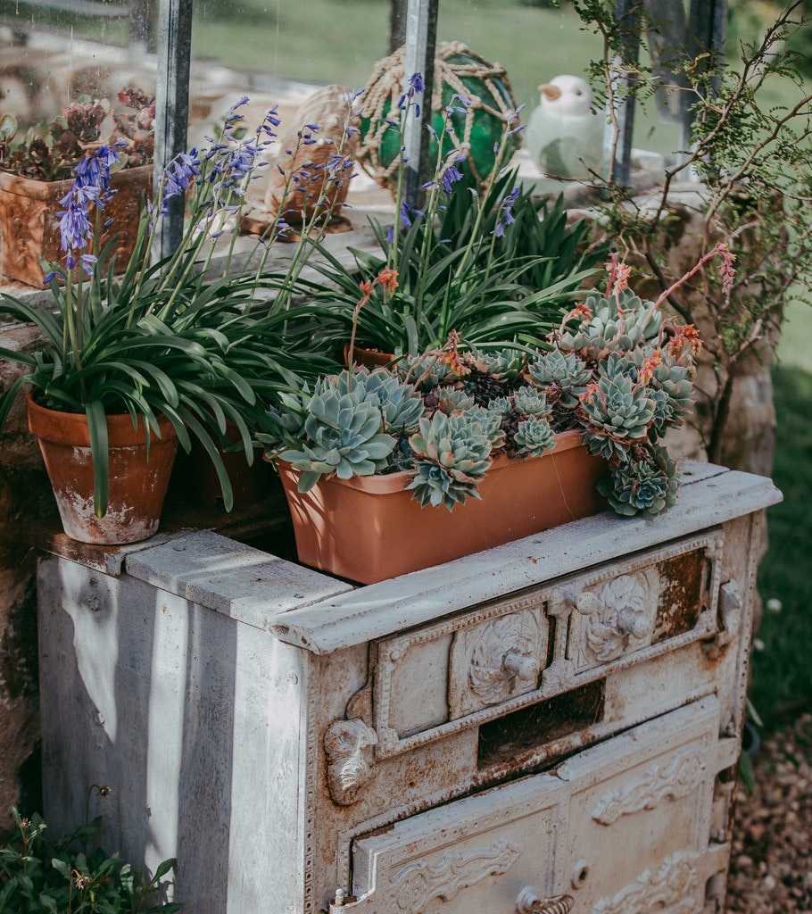 Succulents atop a bench in a garden glasshouse.